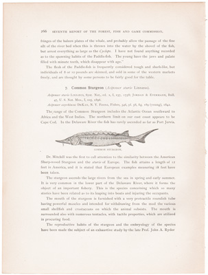 PADDLE-FISH / COMMON STURGEON